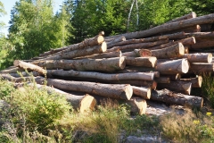 Holz01